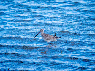 Curlew Feathers Ruffled