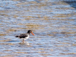 Sole Oystercatcher Wading