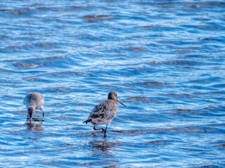 Two Straight Beaked Curlews