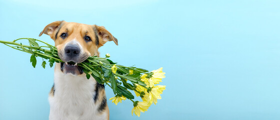 Close up of a dog holding a flower bouquet of chrysanthemum in its teeth on the blue background. Tricolor dog congratulating or celebrating mother's day. International women's day. Copy space.