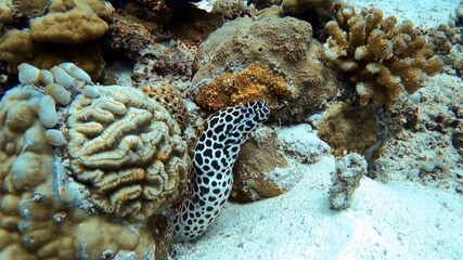 Honeycomb Eel in Coral Reef