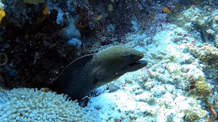 Moray Eel in Coral Reef