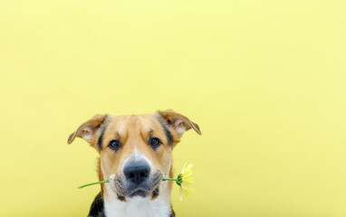 A dog holding a flower chrysanthemum in its teeth on the yellow or illuminating background. Tricolor dog training. Congratulating or celebrating mother's day. International women's day. Copy space.