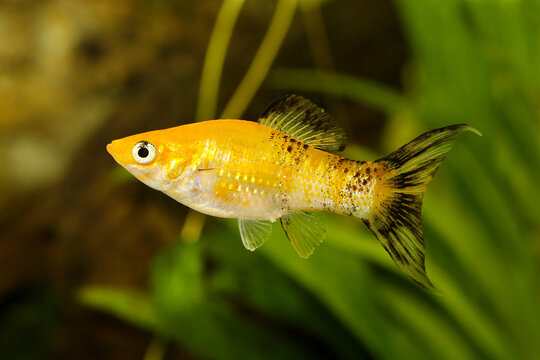 Spotted Lyretail Molly Poecilia sphenops vetiprovidentiae aquarium fish	
