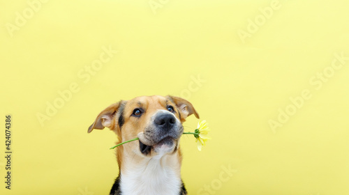 A dog holding a flower chrysanthemum in its teeth on the yellow or illuminating background. Tricolor dog training. Congratulating or celebrating mother's day. International women's day. Banner.