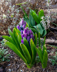 On a sunny day, two purple-blue hyacinths sprout from the ground, early bloomers