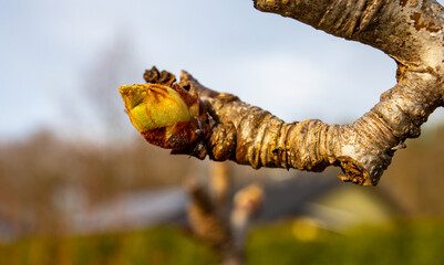 Branch of pears with early buds, orchard in spring