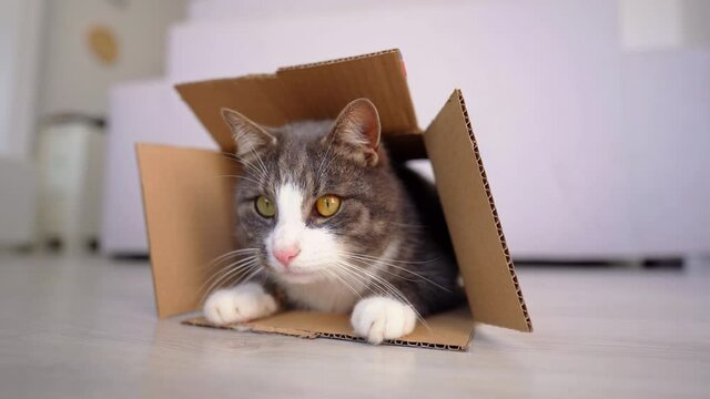 Funny cute tabby domestic cat loves to play in cardboard box. Playful cat in box