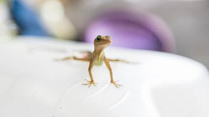 Scaly lizard on a plastic container