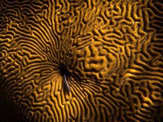 close up of a coral and fish