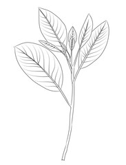 Hand drawn line art flowers. Eucalyptus black contour drawing. Minimal fine art floral illustration on white background. Black and white elegant line drawing. Can be used for logo, pattern, print