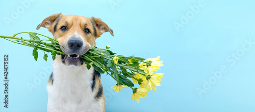 Close up of a dog holding a flower bouquet of chrysanthemum in its teeth on the blue background. Tricolor dog congratulating or celebrating mother's day. International women's day. Smiling dog.