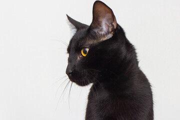 Black cat with yellow eyes seen from above on white background