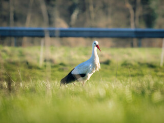 white stork in the grass