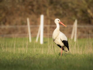 stork in the grass