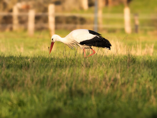 white stork ciconia