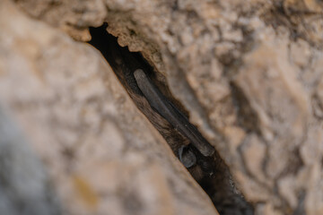 Little bat, hiding, hanging upside down in a rock crevice