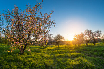 Obraz premium Blooming spring apple trees in the garden at sunset. Distortion perspective fisheye lens view.