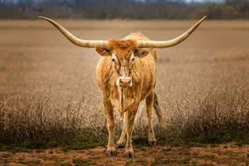 Texas Longhorn catlle standing outdoors besides a field
