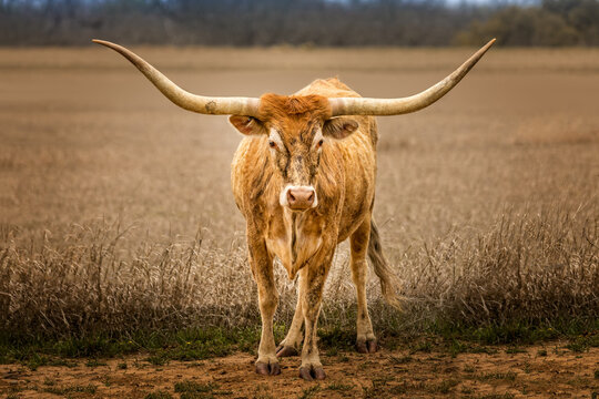 Texas Longhorn catlle standing outdoors besides a field
