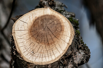 Naklejka premium cut tree trunk, nacka, sweden, sverige, stockholm