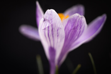 Fototapeta premium Crocus with macro