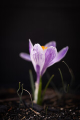 Crocus with macro