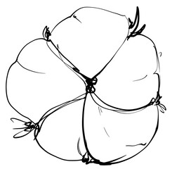 Hand drawn line art cotton flowers. Black contour drawing. Minimal fine art floral illustration on white background. Black and white elegant line drawing. Can be used for logo, pattern, print