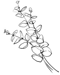 Hand drawn line art flowers. Eucalyptus black contour drawing. Minimal fine art floral illustration on white background. Black and white elegant line drawing. Can be used for logo, pattern, print © Tiana_Geo