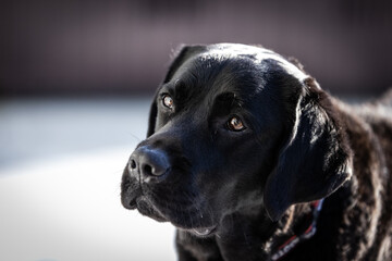 Black Lab face