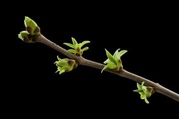 A twig of lilac with green young spring leaves on black background.