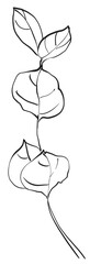 Hand drawn line art flowers. Eucalyptus black contour drawing. Minimal fine art floral illustration on white background. Black and white elegant line drawing. Can be used for logo, pattern, print