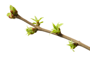 A twig of lilac with young green spring leaves isolated on white background.