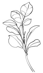 Obraz premium Hand drawn line art flowers. Eucalyptus black contour drawing. Minimal fine art floral illustration on white background. Black and white elegant line drawing. Can be used for logo, pattern, print