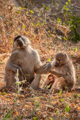 Wild baboon father, mother and calf roasting in the wild in Botswana, Africa