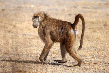 baboon monkey walking  in the African savanna of Botwana