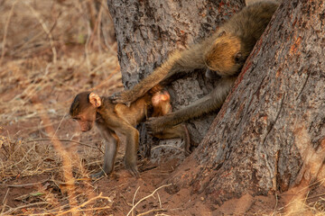 mother grabbing baby baboon monkey while wanting to get away in Botwana, Africa