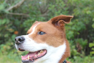 dog outside in the park