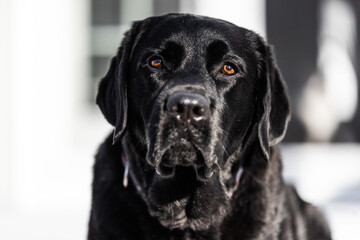 Obraz premium Black Lab face