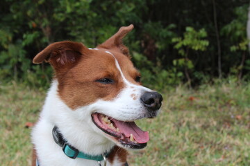 dog outside in the park