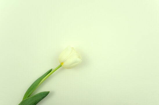 Fresh white tulip flower flat lay on light gray, white abstract texture paper background. Top view, horizontal, minimal image style. Free space.