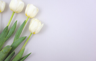 Bunch of arranged elegant white tulips on neutral gray abstract background. Above, horizontal, deep depth of field image style. Free space for your text, image or message.