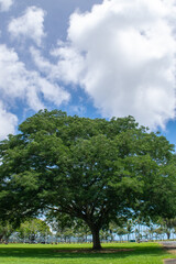 Obraz premium ハワイ島の情景