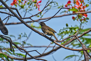 Cigua Palmera