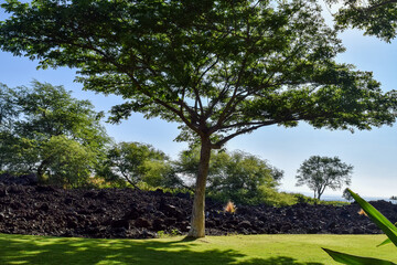 ハワイ島の情景