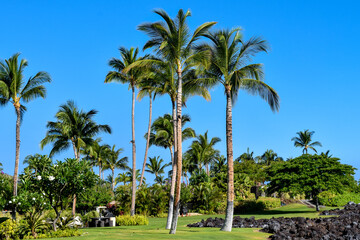 Fototapeta na wymiar ハワイ島の情景