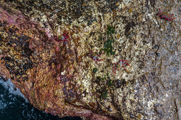 Selective focus on fidalgo crab (Grapsus adscensionis) on mossy, colored and wet rock, Azores