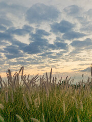 Obraz premium Grass, from the mountain to the city.