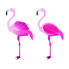 Flamingo  design vector ilustration 