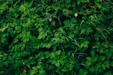 Green grass spring background texture